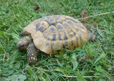 Lebenshof Lieber | Schildkröten