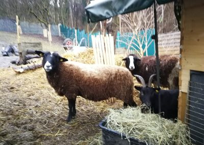 Schaf Dolly & Molly mit Ziege